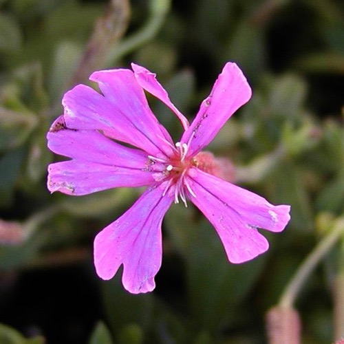 [11289] SILENE SCHAFTA (COULEUR/VARIETE) GDT