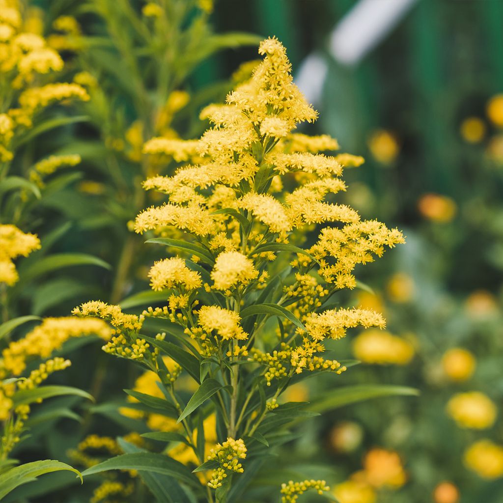 [11308] SOLIDAGO CANADENSIS (COULEUR/VARIETE) GDT