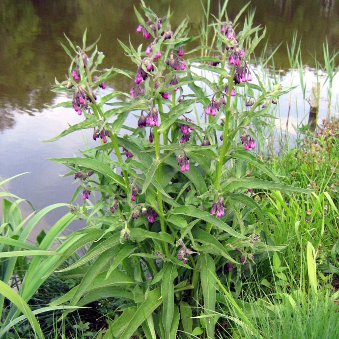 SYMPHYTUM OFFICINALIS VIOLET CONSOUD GDT