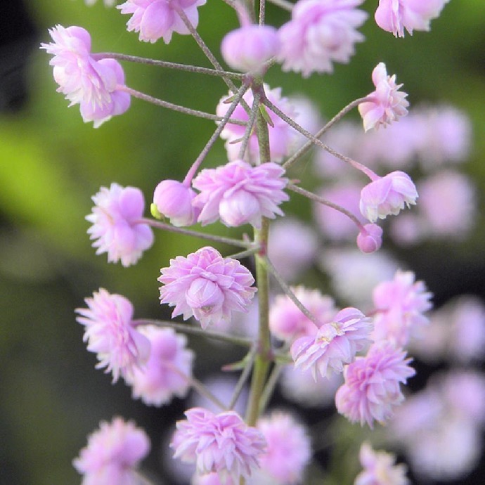 THALICTRUM DEL.HEWITTS DOUBLE VIOLET GDT