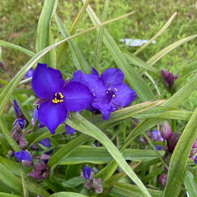 TRADESCANTIA LÉONORA BLEU FONCÉ GDT