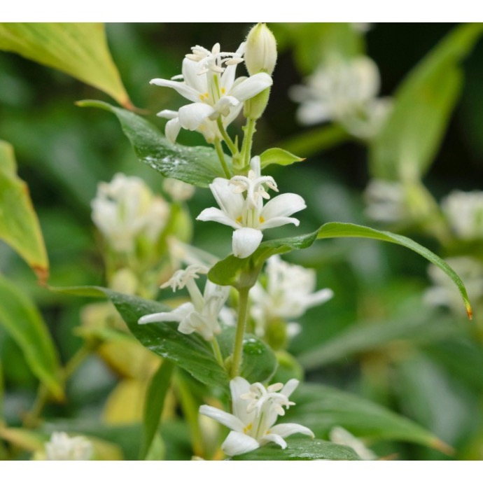 TRICYRTIS HIRTA BLANC PICTÉ GDT