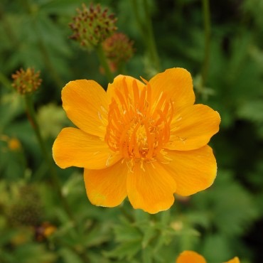 TROLLIUS GOLDEN QUEEN ORANGE GDT