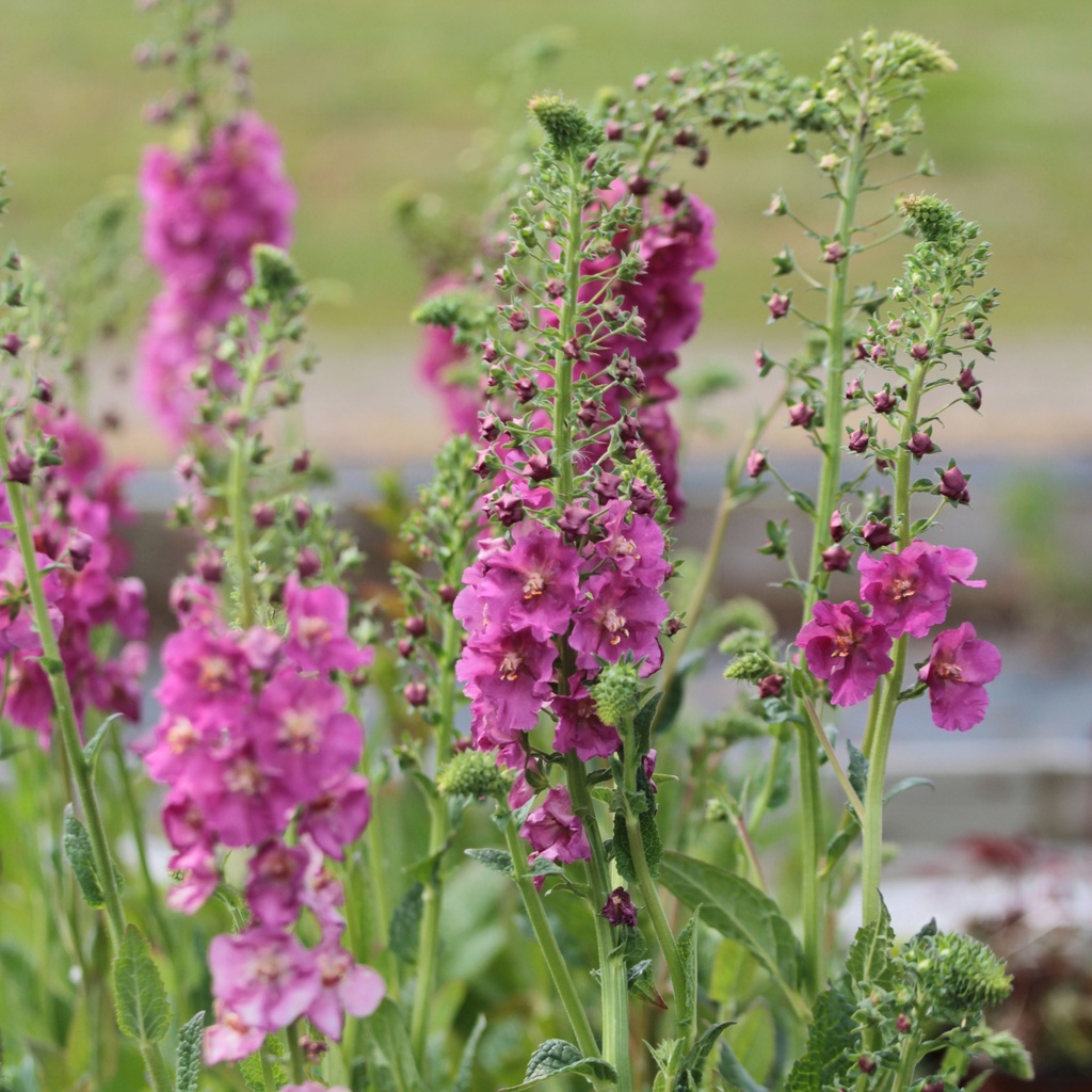 [12224] VERBASCUM PHOENICEUM ROSE GDT