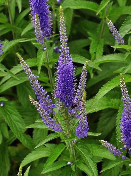 VERONICA LONGIFOLIA BLAURIESEN BLEU GDT