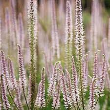 VERONICASTRUM VIRGINICUM ROSÉUM GDT
