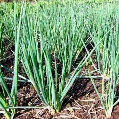 ALLIUM FISTULOSUM CIBOULE GDT