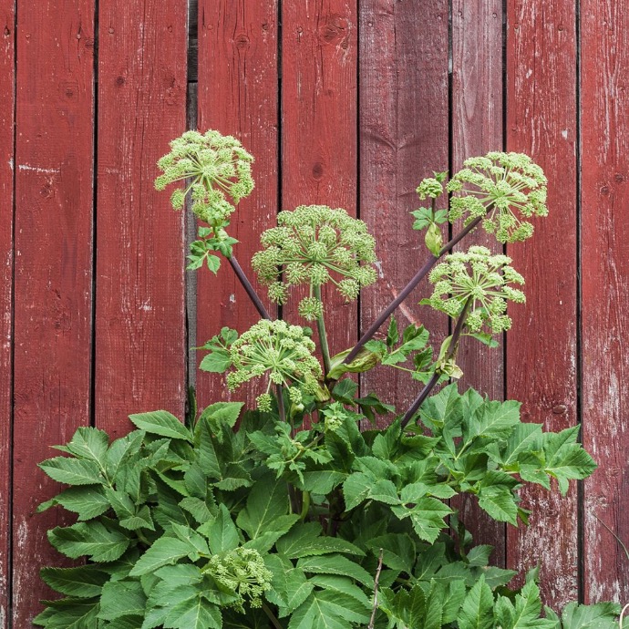 ANGELICA ARCHANGELICA ANGELIQUE GDT