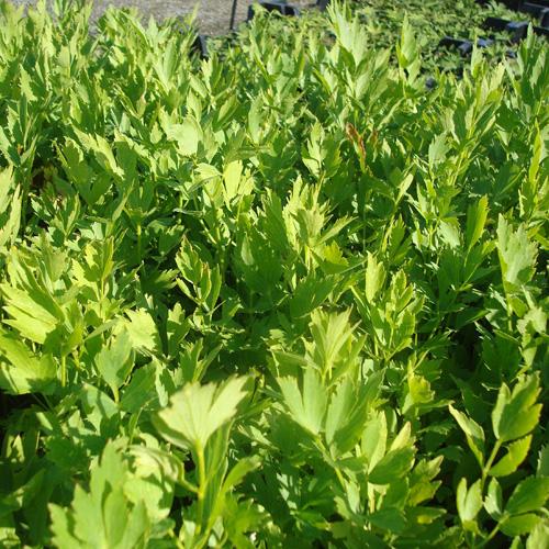 LEVISTICUM OFFICINALE CELERI VIVACE GDT