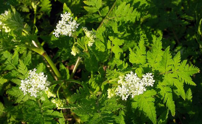 MYRRHIS ODORATA CERFEUIL VIVACE GDT