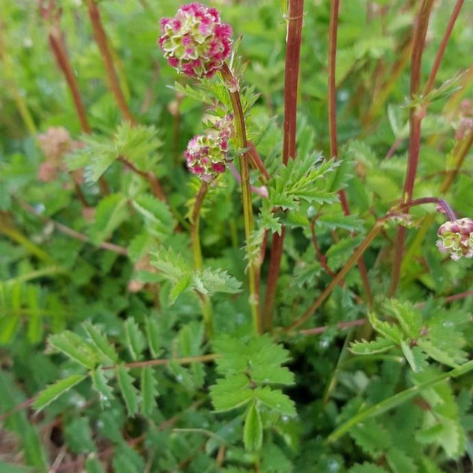 [11117] SANGUISORBA MINOR (PIMPRENELLE) GDT