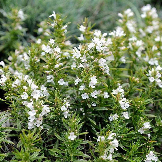 SATUREJA MONTANA (SARIETTE) GDT