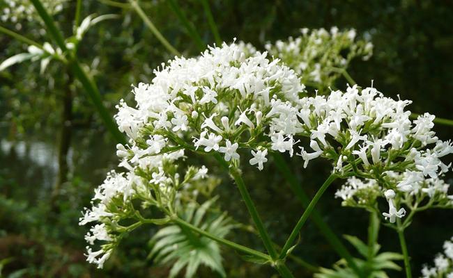 VALERIANA OFFICINALIS GDT