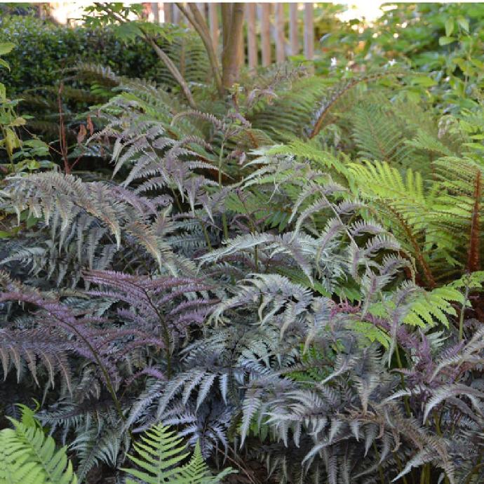 ATHYRIUM NIPONICUM METALLICUM GDT