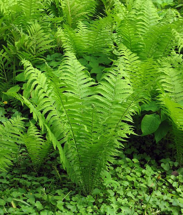 MATTEUCIA STRUTHIOPTERIS GDT