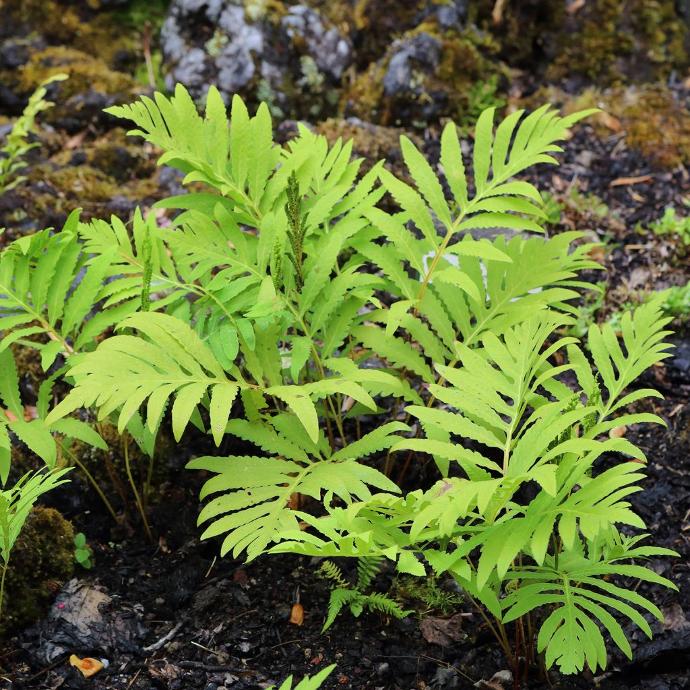 ONOCLEA SENSIBILIS GDT