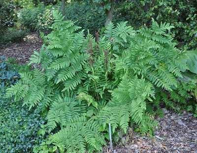 OSMUNDA REGALIS GDT