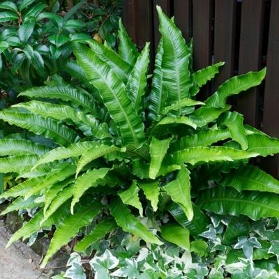 PHYLLITIS SCOLOPENDRIUM CRISTATA GDT