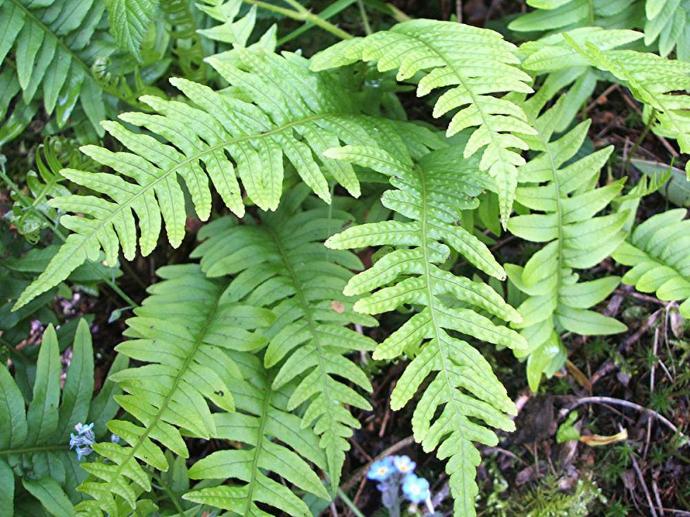 POLYPODIUM VULGARE GDT