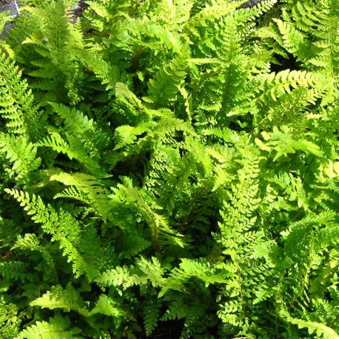 POLYSTICHUM SETIFERUM PROLIFERUM GDT
