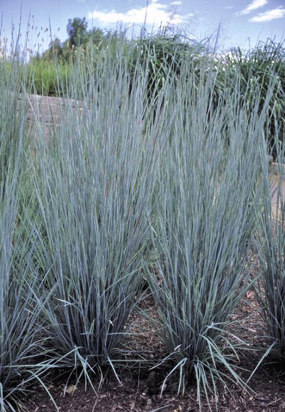 ANDROPOGON SCOPARIUM PRAIRIE BLUES GDT