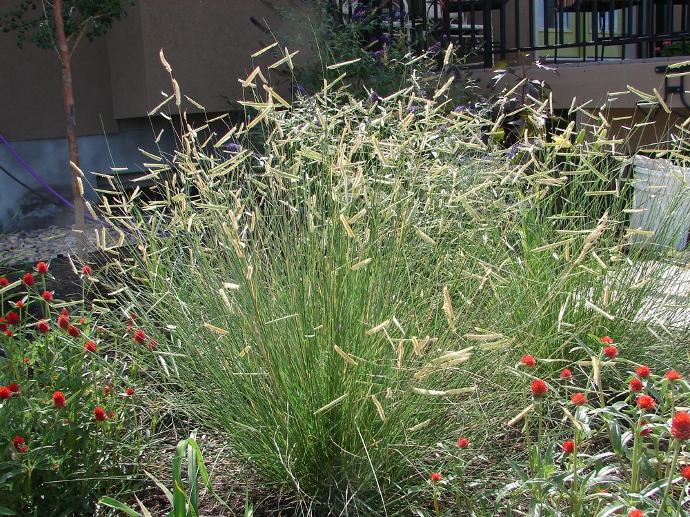BOUTELOUA GRACILIS (BAMBOU NAIN) GDT