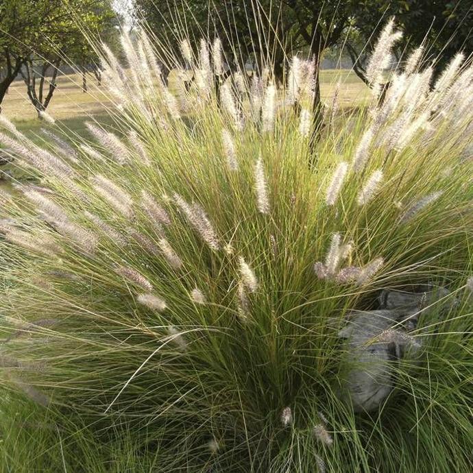 DESCHAMPSIA CAEP.GOLDSCHLEIER GDT