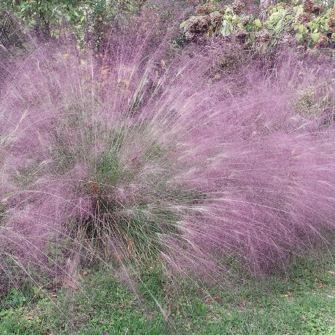 ERAGROSTIS SPECTABILIS GDT