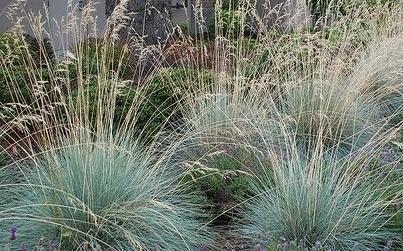 HELICTOTRICHON SEMPERVIRENS GDT