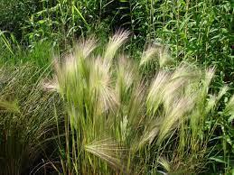 HORDEUM JUBATUM GDT