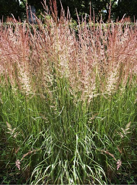 MOLINIA ARUNDI.KARL FOERSTER GDT