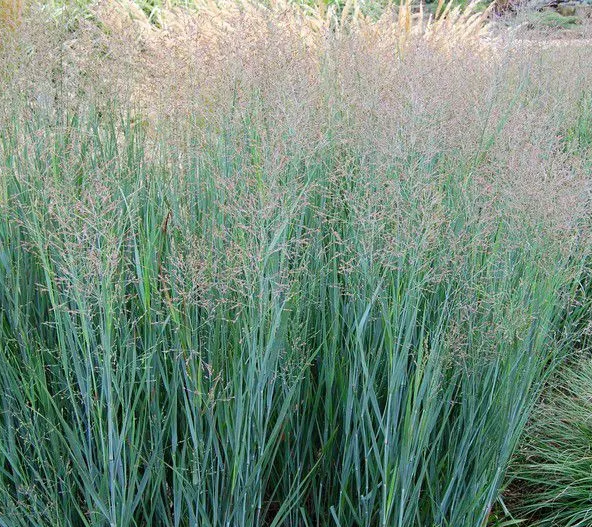 [8560] PANICUM VIRGATUM GDT