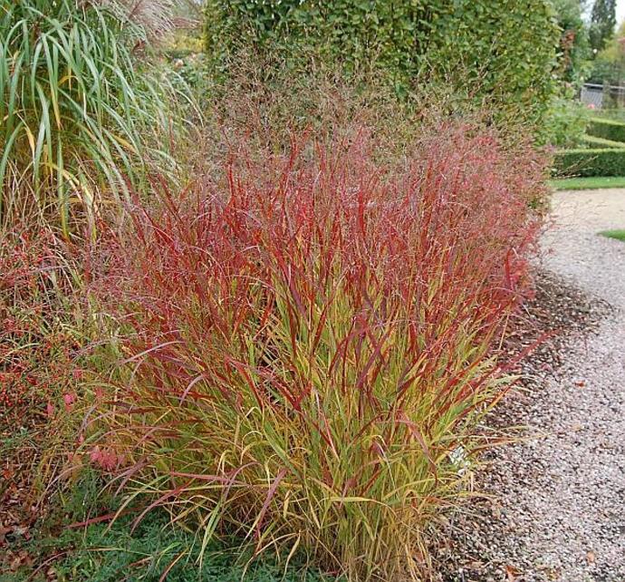 PANICUM VIRGATUM GDT