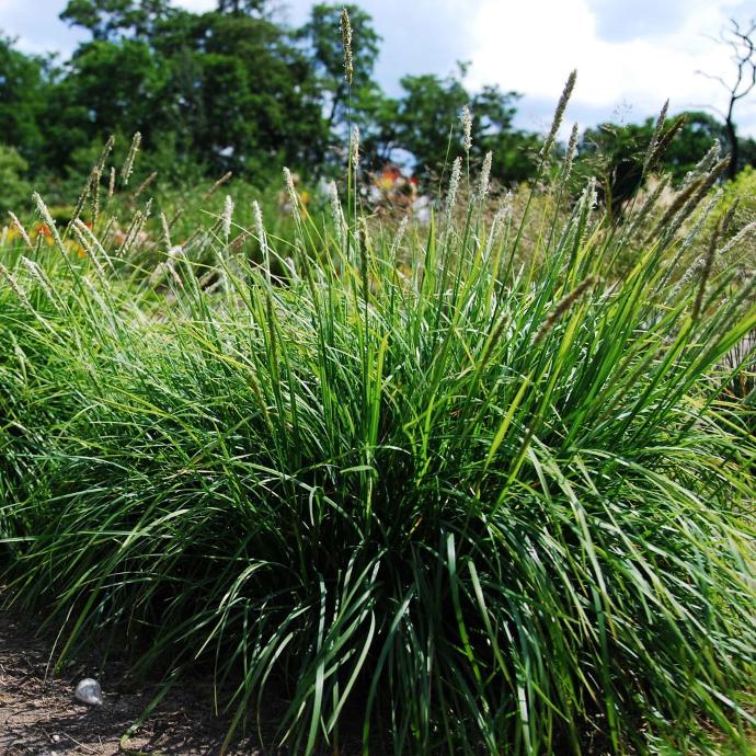 SESLERIA AUTUMNALIS GDT