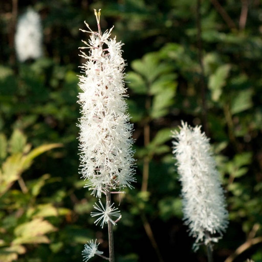 ACTAEA RAMOSA ATROPURPUREA BLANC CLT 2-3