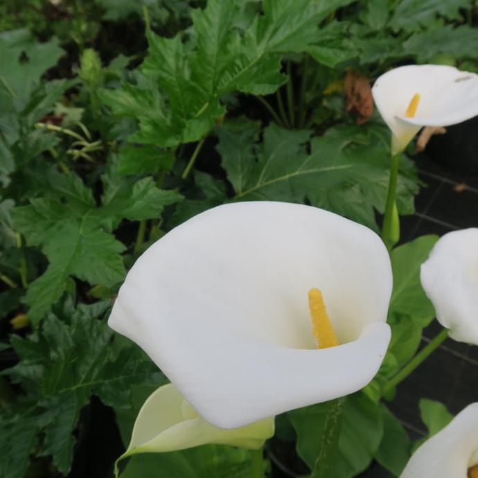ARUM ZANTEDESCHIA BLANC CLT 2-3