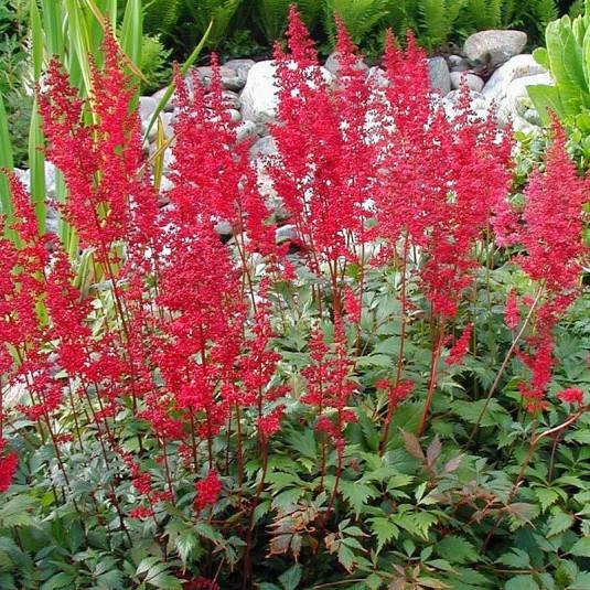 [1519] ASTILBE ARENDSII FANAL ROUGE VIF CLT 2-3