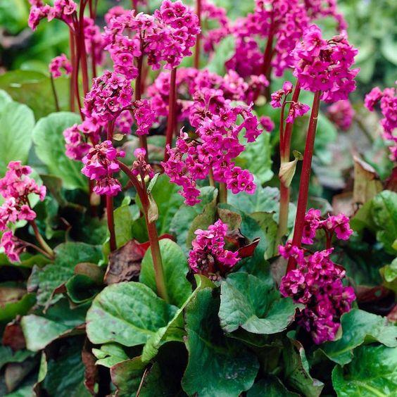 BERGENIA EROICA ROUGE CLT 1