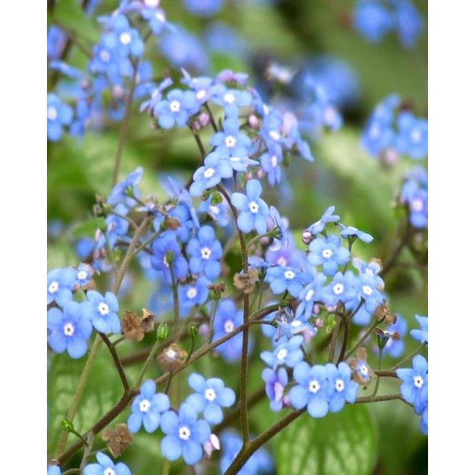 BRUNNERA MACRO, JACK FROST BLEU CLT 2-3