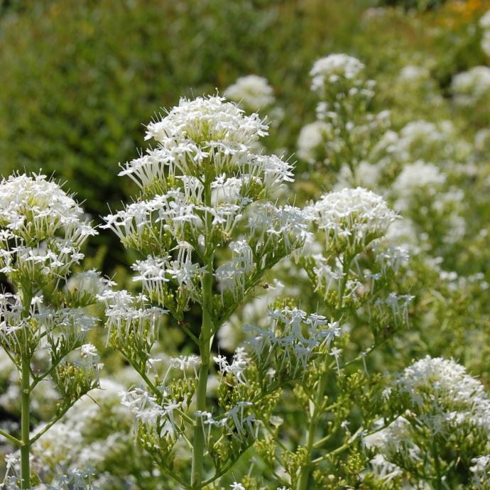 CENTRANTHUS RUBER ALBUS CLT 1