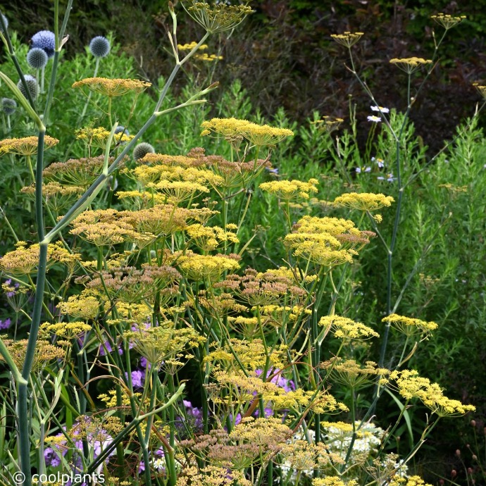 FOENICULUM VULGARE GIANT BRONZE CLT 2-3