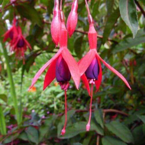FUCHSIA MAGELLANICA RICCARTONII CLT 2-3