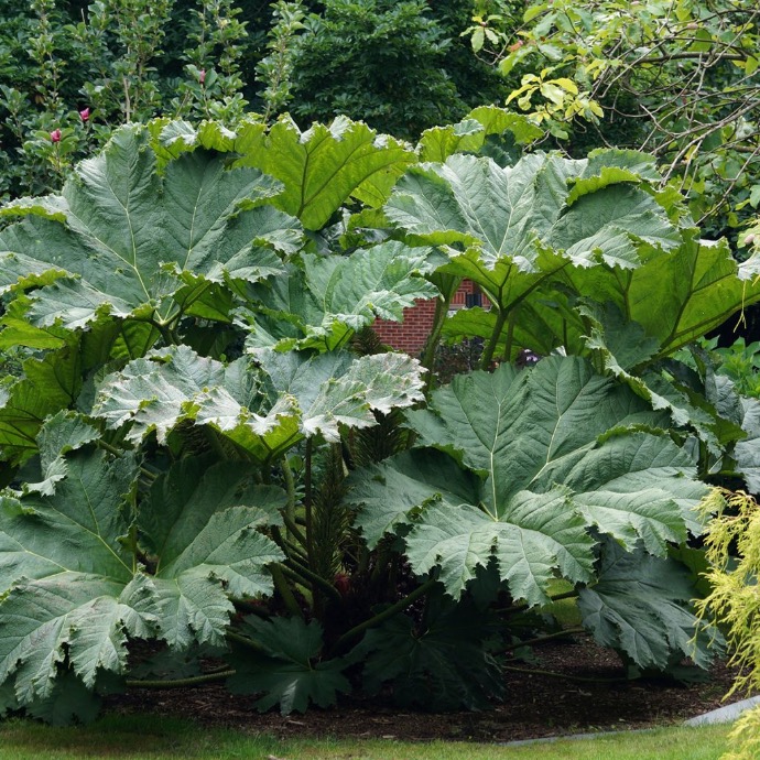 GUNNERA MANICATA CLT 2-3