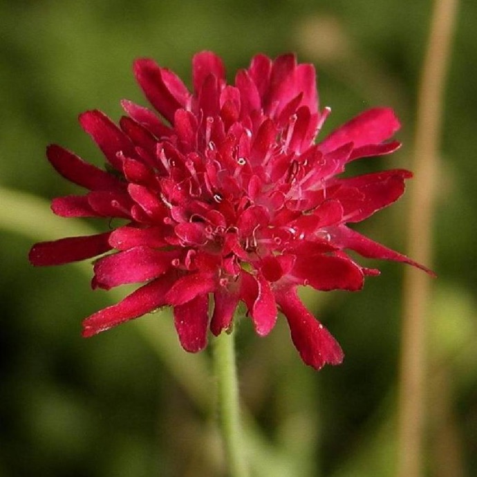KNAUTIA MACEDONICA ROUGE POURPRE CLT 2-3