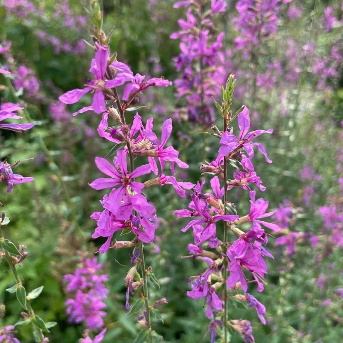 LYTHRUM VIRGATUM DROPMOREPURPLE CLT 2-3