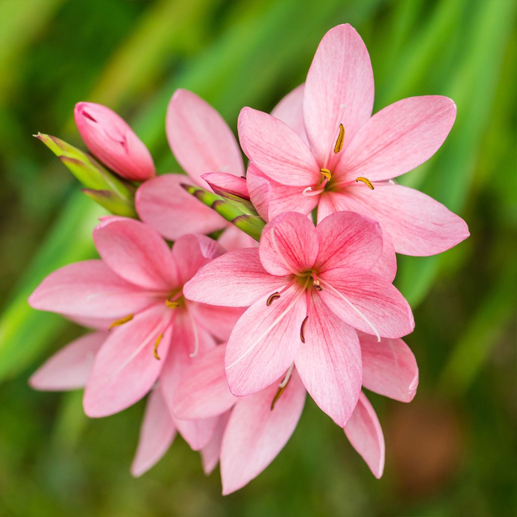 [11212] SCHIZOSTYLIS COCCINEA ROSE CLT 2-3