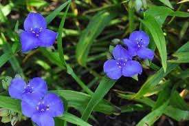TRADESCANTIA LÉONORA BLEU FONCÉ CLT 2-3