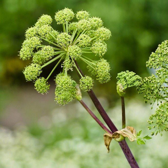 ANGELICA ARCHANGELICA ANGELIQUE CLT 1