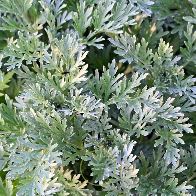 ARTEMISIA ABSINTHIUM CLT 1