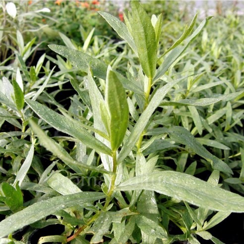ARTEMISIA DRACUNCULUS ESTRAGON CLT 1